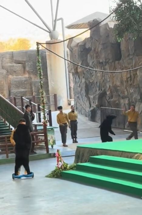 杭州有動物園的黑熊表演途中發狂，攻擊飼養員。微博