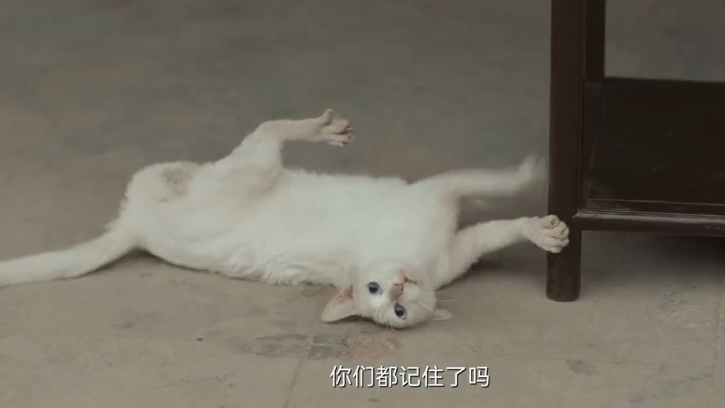 白貓演員在地上掙扎。網片截圖