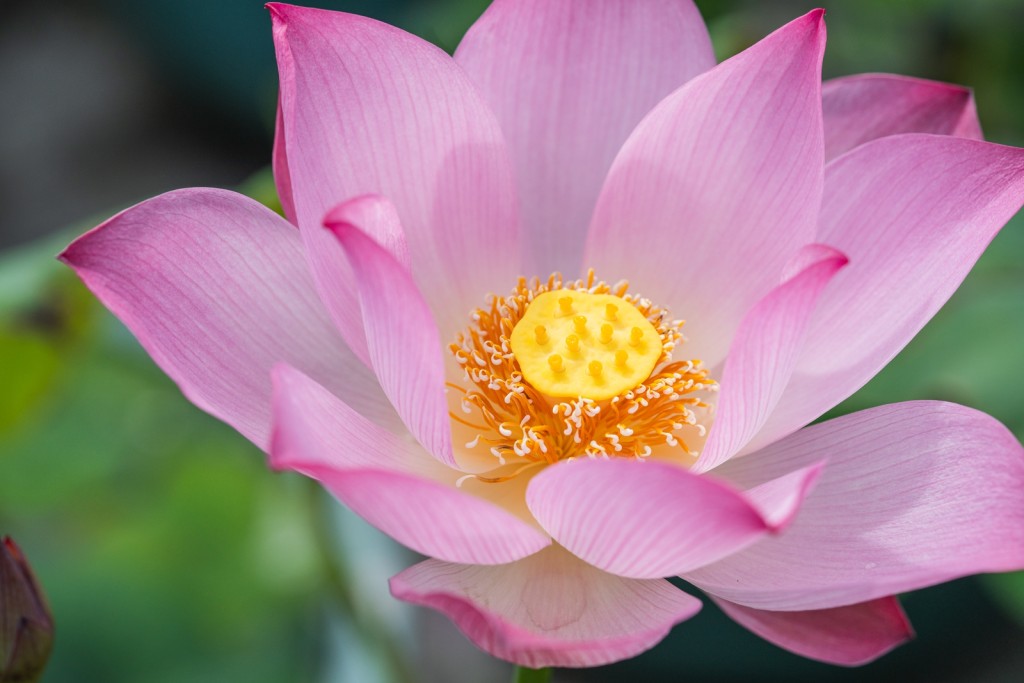 荷花有不同美態,大家可以慢慢找出心目中最美的荷花。