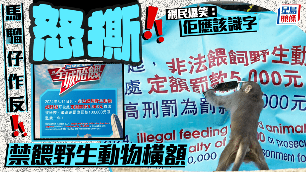 搵食艱難 馬騮仔作反? 怒撕禁餵野生動物橫額 網民爆笑:佢應該識字 搵食艱難 馬騮仔作反? 怒撕禁餵野生動物橫額 網民爆笑:佢應該識字