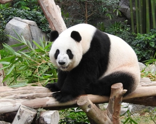 盈盈出現典型妊娠症狀。海洋公園圖片