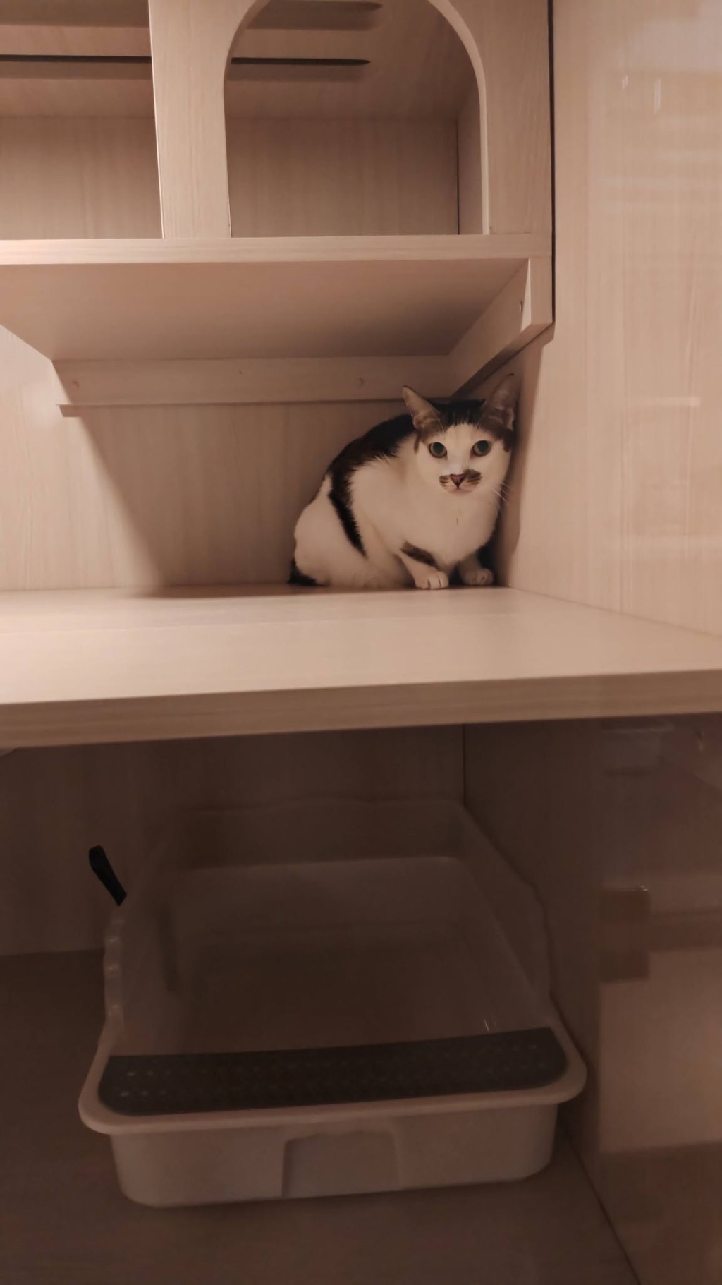 貓咪稍後將被安排接種疫苗。FB:Easypet LTD 貓咪稍後將被安排接種疫苗。FB:Easypet LTD