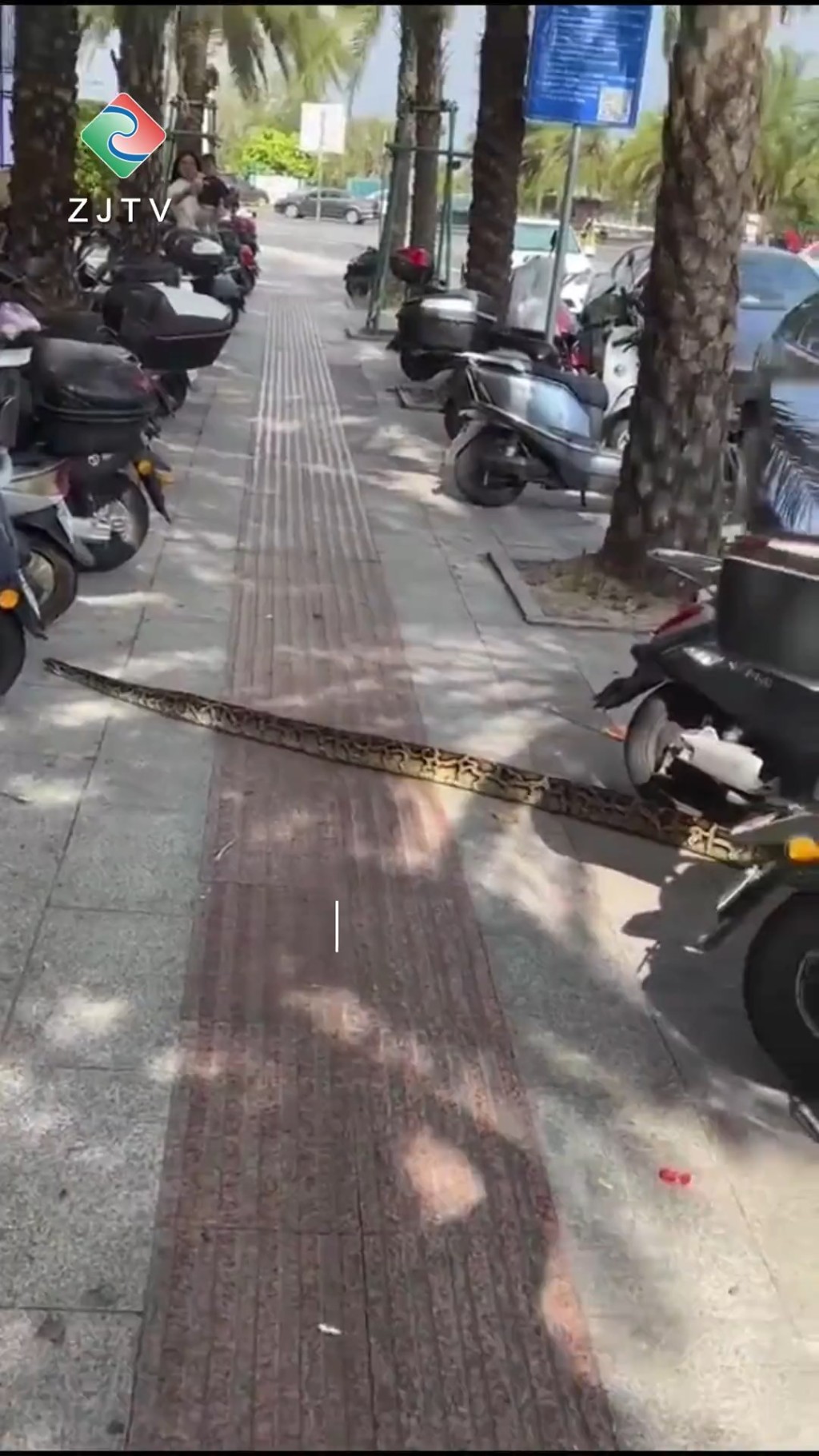 湛江日前街头出现一条长约2米的巨蟒。 湛江日前街头出现一条长约2米的巨蟒。