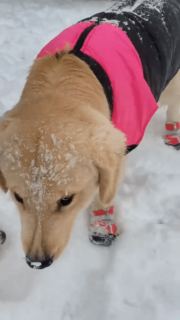 周海媚的寵物周齊齊抖音在今日傍晚更新在雪中玩耍的影片，所以不少網民都認為只是誤傳死訊。
