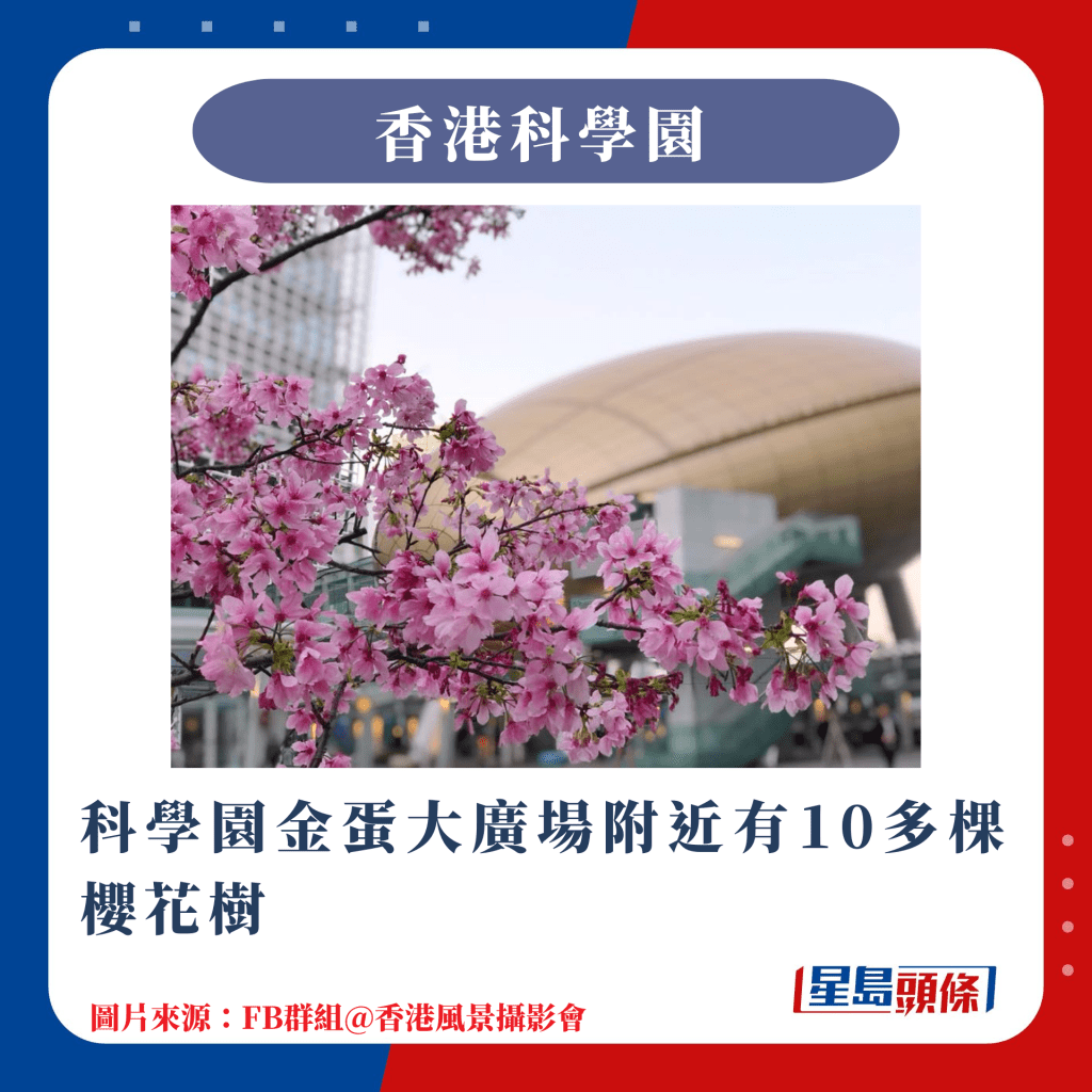 香港10大赏樱热点｜科学园金蛋大广场附近有10多棵樱花树
