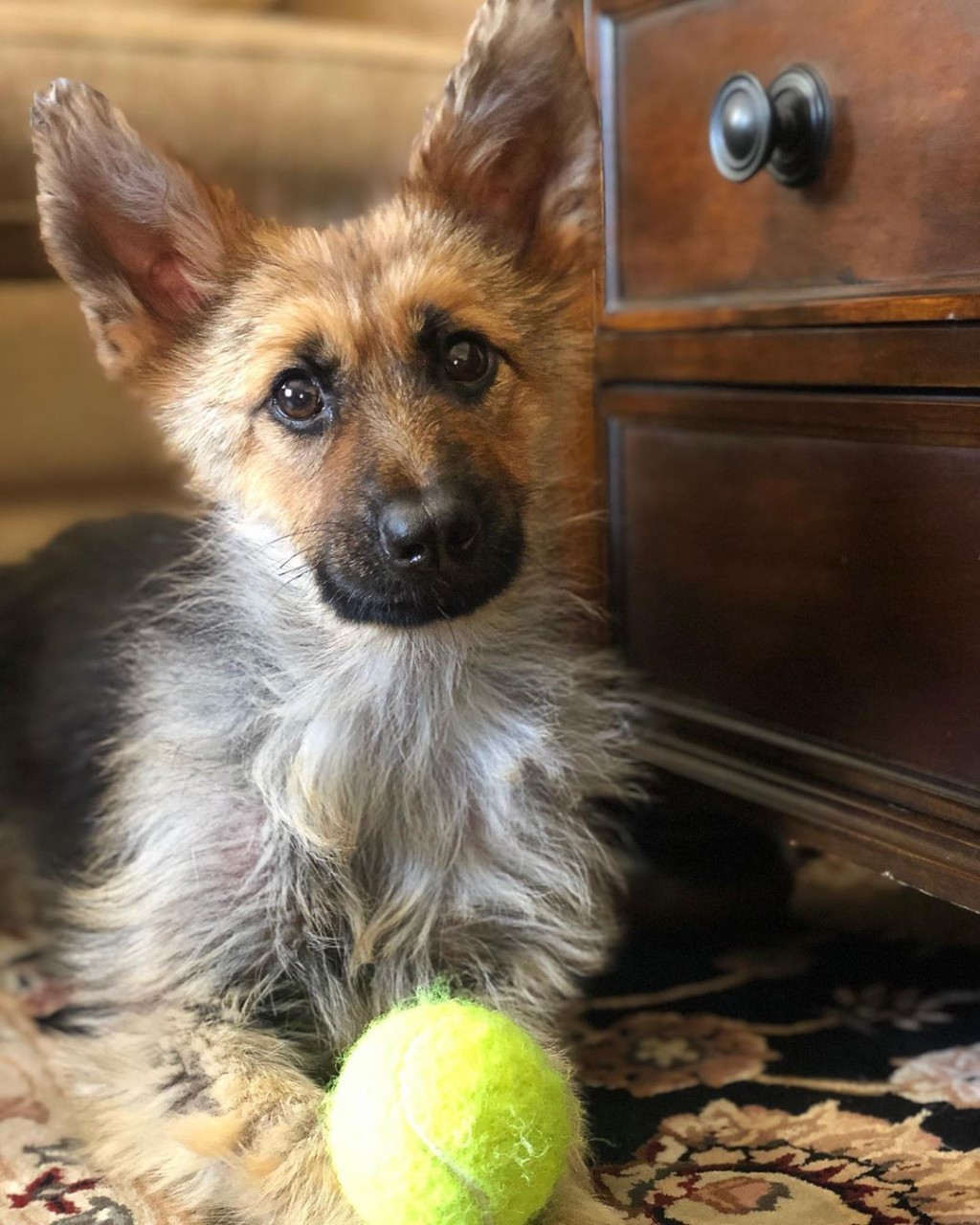 Ranger現時已經2歲，但仍保持着幼犬體形。網圖