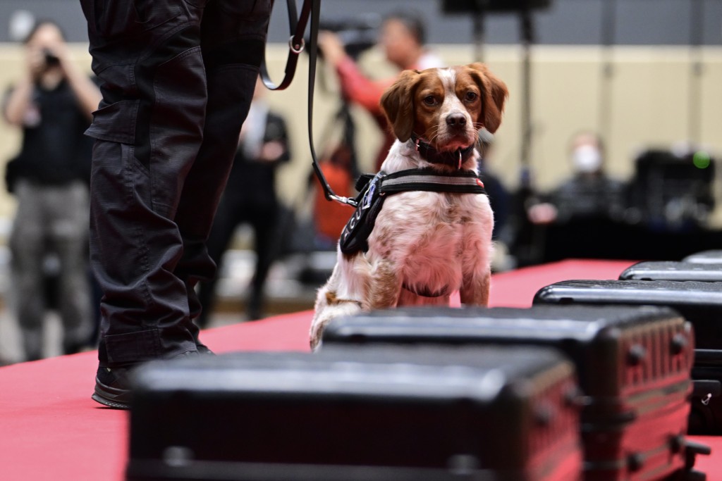 香港海关举办世界海关组织地区犬只训练中心开幕典礼会场示范搜索犬平日的工作。陈极彰摄