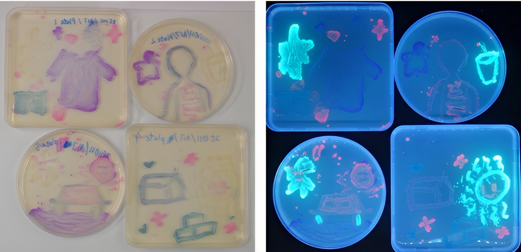 「ASM瓊脂藝術比賽2025」總決賽亞軍（圖片來源：聖公會油塘基顯小學）
