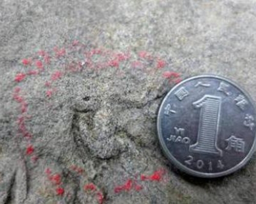 其中一个足印非常小仅长10.2毫米比1角硬币还小。网图