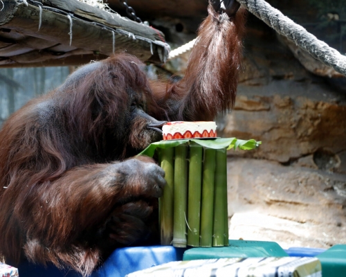 全球其中一隻最年老婆羅洲紅毛猩猩奈奈特在巴黎一間動物園慶祝50歲生日。 AP圖片
