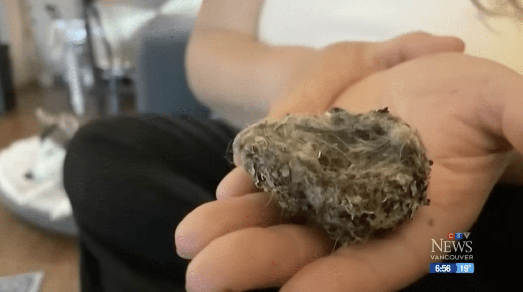 乌鸦送给莉亚的礼物包括大树枝、精致的苔藓球到小鸟巢都有，令人大开眼界。