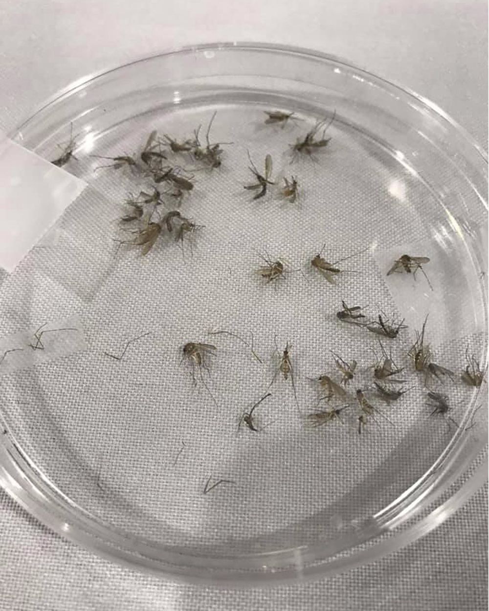 长久以来科学界早就锁定蚊子叮咬与个人气味有关，只是科学家仍无法确定蚊子特爱哪种气味。AP资料图