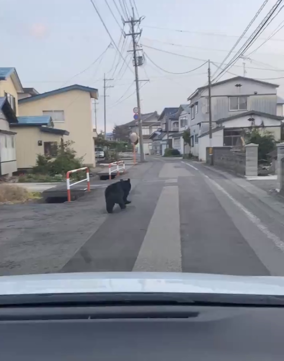 民眾在秋田大仙市開車巧遇黑熊在路上。X@maaa6313