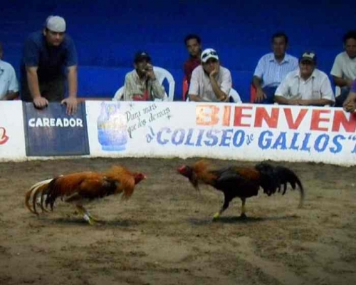 支持的人士称斗牛和斗鸡关乎多达40万人的生计。网图