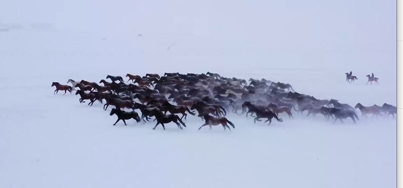 雪地上的馬群如同一幅水墨丹青。