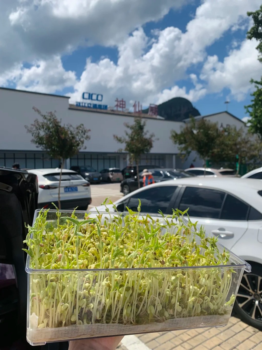 國慶長假中,許多家庭也要帶著綠豆芽出遊,讓孩子完成觀察日記功課。小紅書@落落大方女士 國慶長假中,許多家庭也要帶著綠豆芽出遊,讓孩子完成觀察日記功課。小紅書@落落大方女士