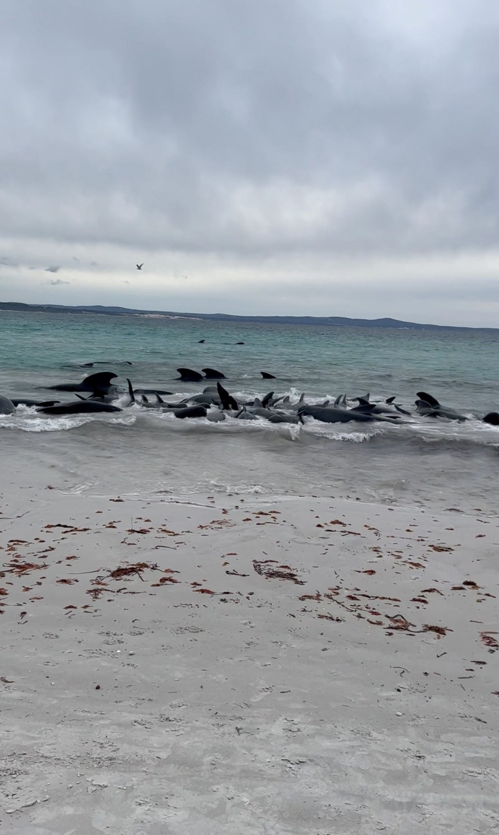 奇尼斯海灘近百條鯨魚擱淺，其中超過50條已在數小時後喪命。路透社