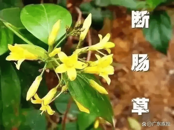 斷腸草。 （廣東疾控）