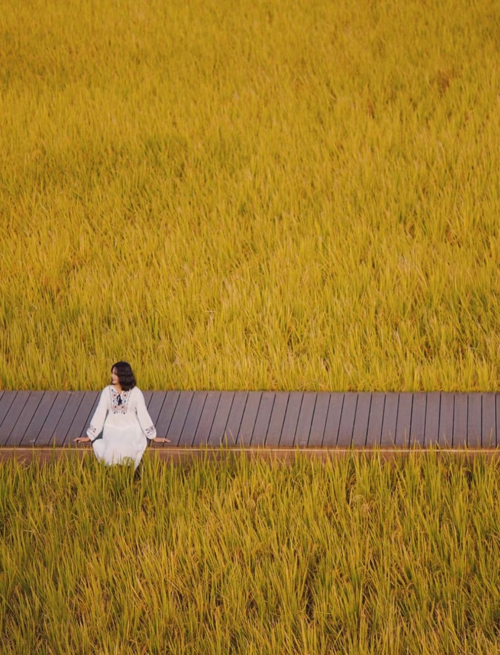 廣州艾米稻香小鎮每到秋季稻田一片金黃。(圖片來源：Fang小途)