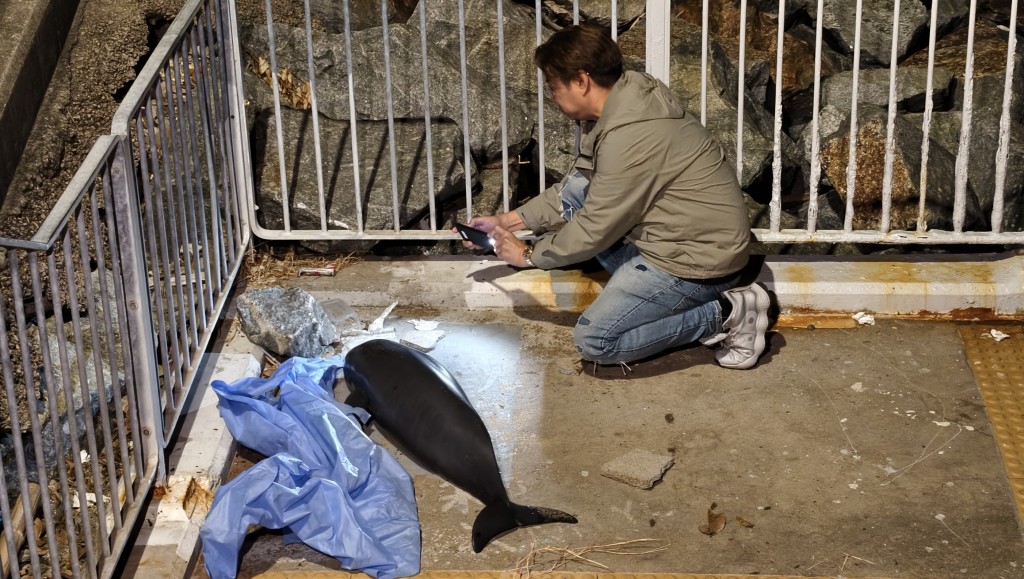 海豚長約3呎。黃文威攝