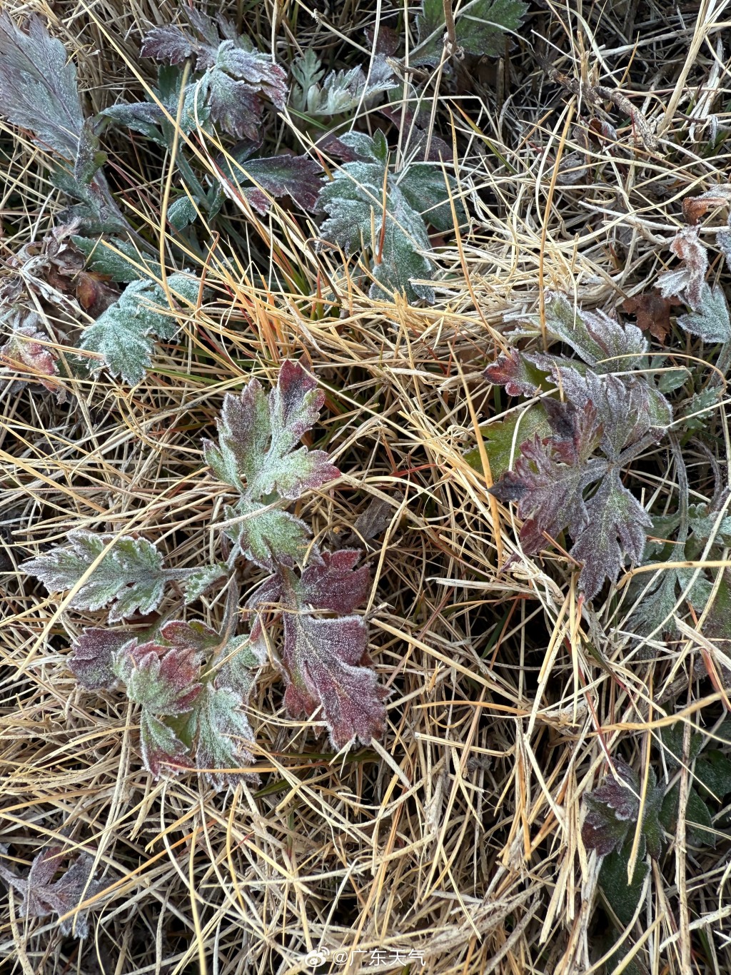 廣東受冷空氣侵襲，粵北金子山迎冰雪奇觀。（微博）