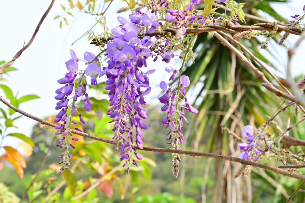 紫藤花花瓣以淡紫色為主。（圖片來源：FB @ 「香港風景攝影會」CW Yung授權）