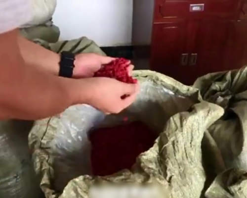 有商家用严禁于食品行业的工业硫磺、亚硫酸盐对枸杞进行加工。 网图
