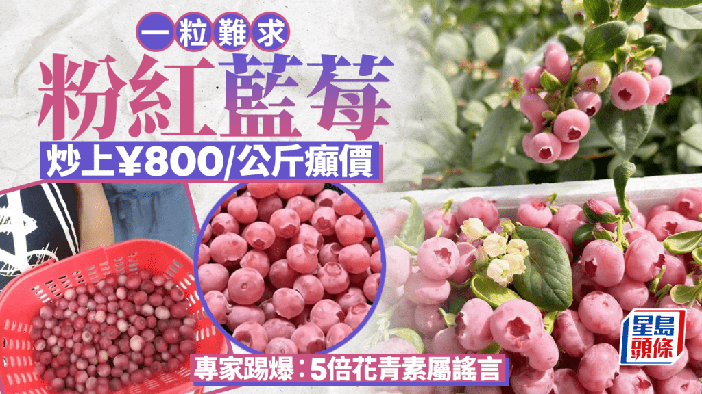 粉紅藍莓｜索價¥800/公斤網民斥「顏值」智商稅 專家踢爆：高價非高營養