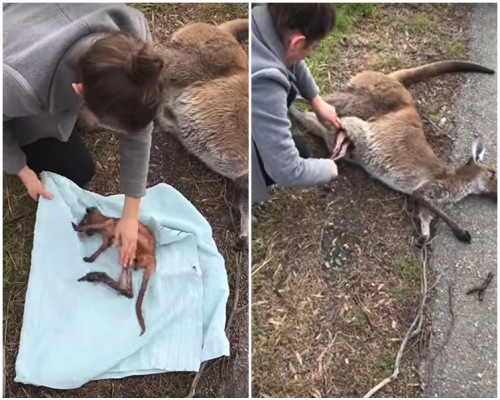 女子拉著袋鼠寶寶的腿，把牠從育兒袋中拉了出來。片段截圖