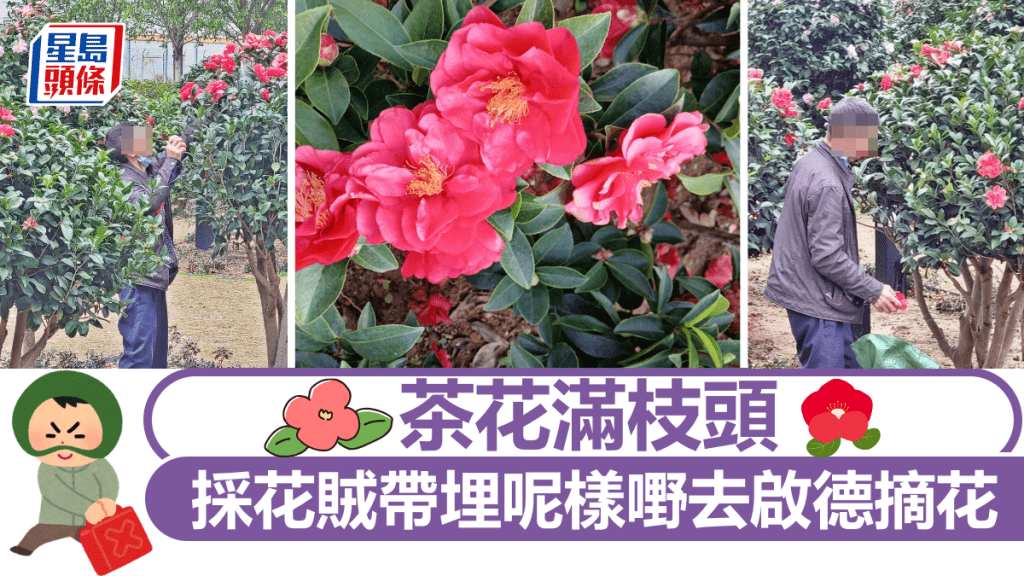 茶花滿枝頭 採花賊帶埋呢樣嘢去啟德摘花 惡行惹網民公憤