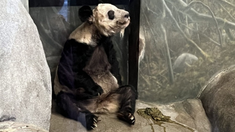 大熊猫「丫丫」的健康状况备受关注。