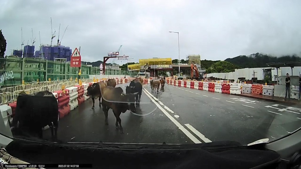 車主見到牛群靠近後，立即將車停低，未有將牛群撞倒。網上片段截圖