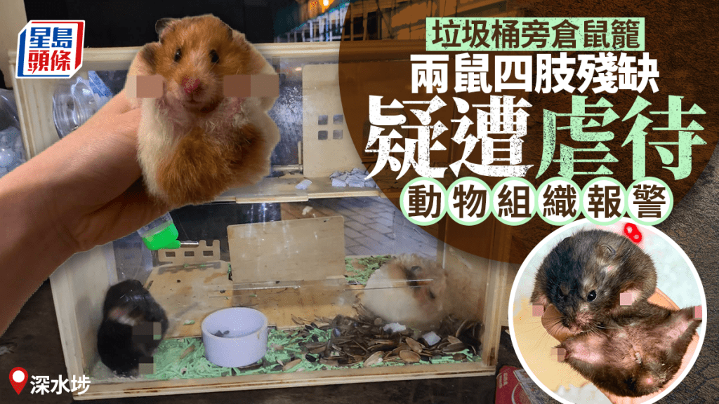 深水埗垃圾桶旁發現倉鼠籠 兩鼠四肢殘缺疑遭虐待 動物組織報警