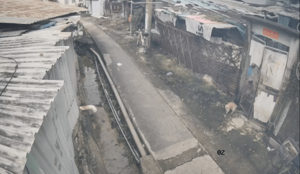 一隻淺色貓咪在一間關上鐵門的村屋外徘徊。Facebook 北區之友 Friends of North District (上水、粉嶺、沙頭角和打鼓嶺) 影片截圖 一隻淺色貓咪在一間關上鐵門的村屋外徘徊。Facebook 北區之友 Friends of North District (上水、粉嶺、沙頭角和打鼓嶺) 影片截圖