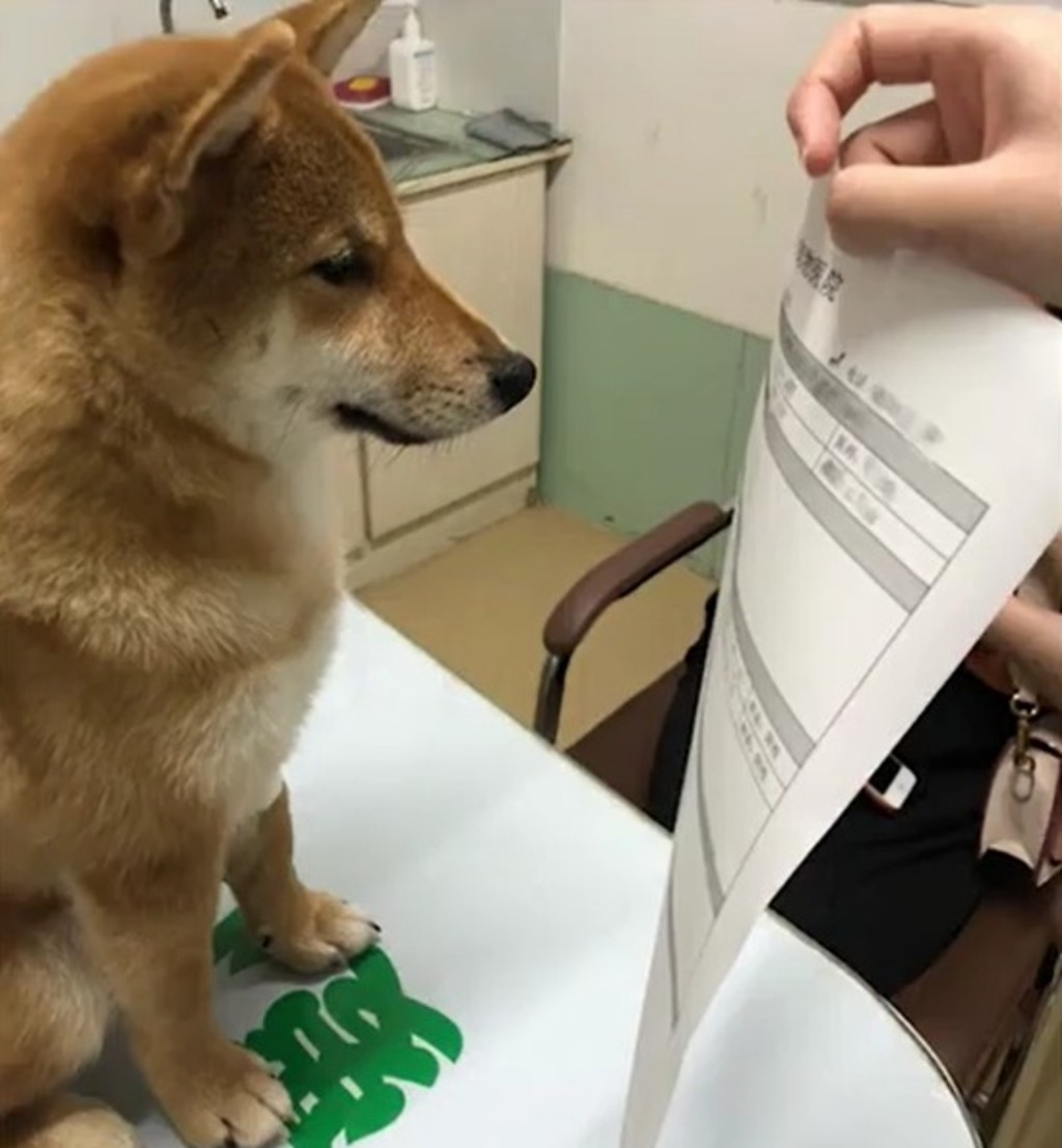 狗主帶愛犬往醫院檢查。網圖