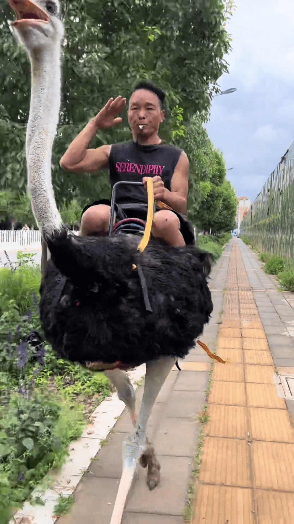 雲南男子騎鴕鳥代步,成網絡熱話。 雲南男子騎鴕鳥代步,成網絡熱話。