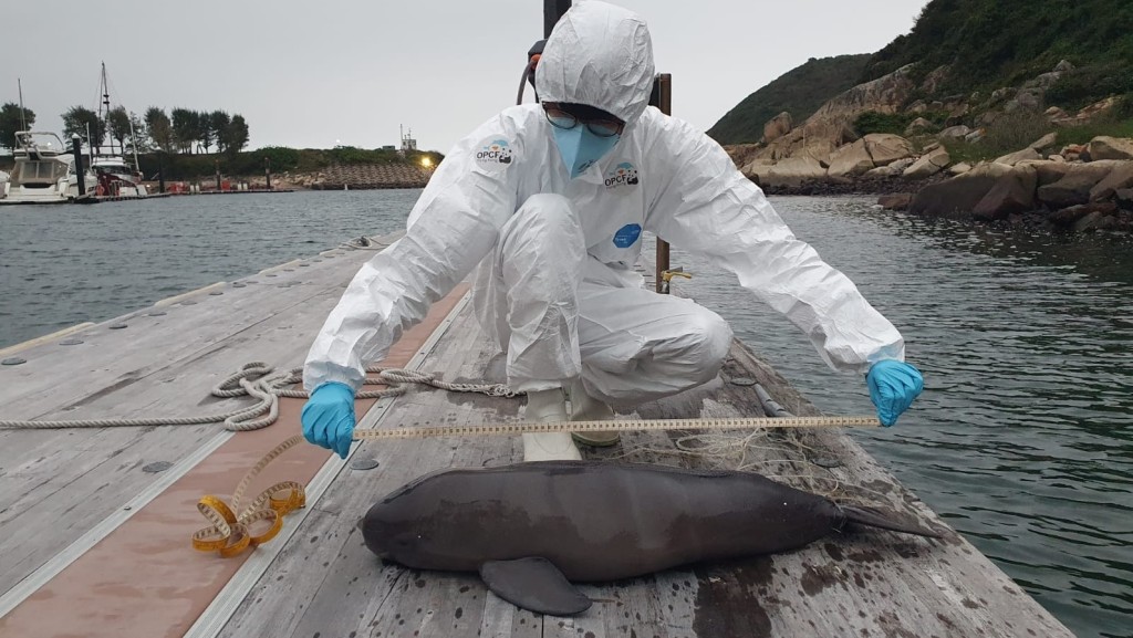 江豚擱淺,屍體屬中度腐爛,尾部有魚網纏繞。相片由香港海洋公園保育基金提供