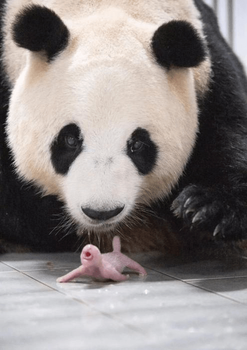 目前，「華妮」及幼崽情況均穩定。中國大熊貓保護研究中心