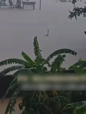網傳洪水中的鴕鳥頸被誤認為巨蛇。 網傳洪水中的鴕鳥頸被誤認為巨蛇。