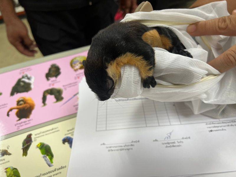 泰國海關查獲2隻懶猴、1隻松鼠、3隻水獺及2隻亞洲刺龜，共計8隻活體動物。 泰國國家公園、野生動植物保護部