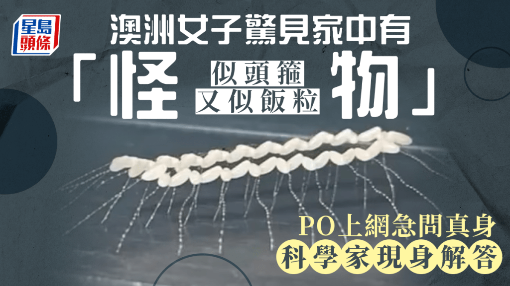 澳洲女子上網問圖中神奇生物是甚麼。 Facebook