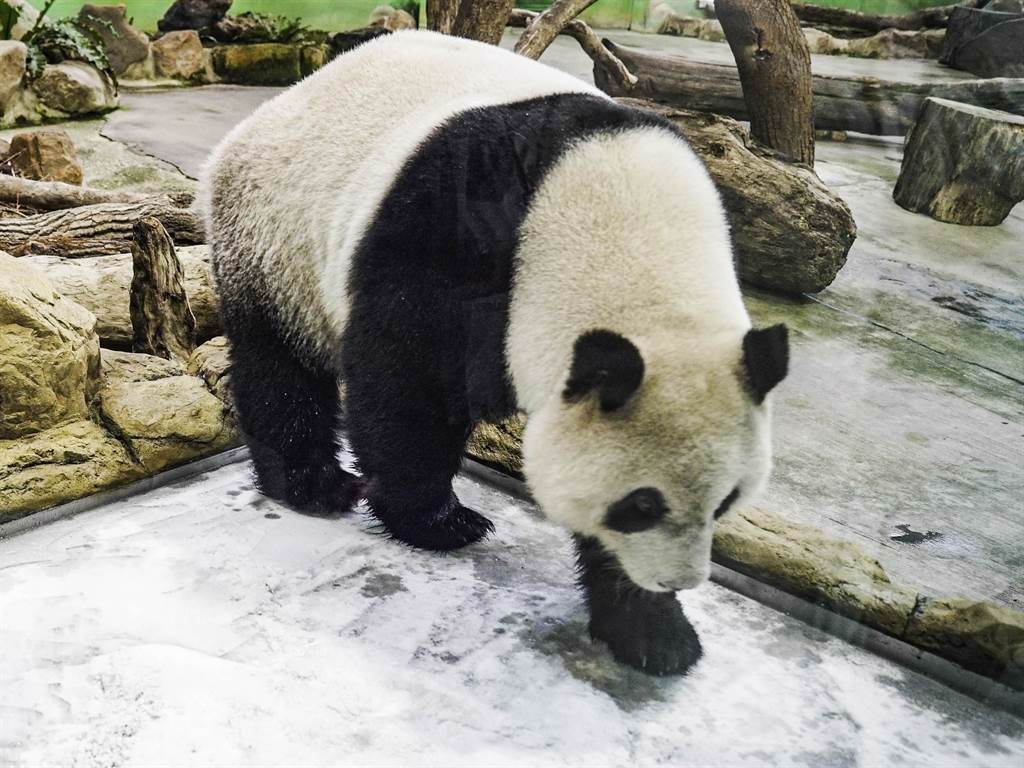 「團團」享年18歲。台北市立動物園