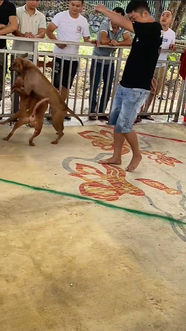  東莞有男子在網上以暖男人設，呃領養逾20狗，供鬥犬磨牙撕咬。示意圖。抖音