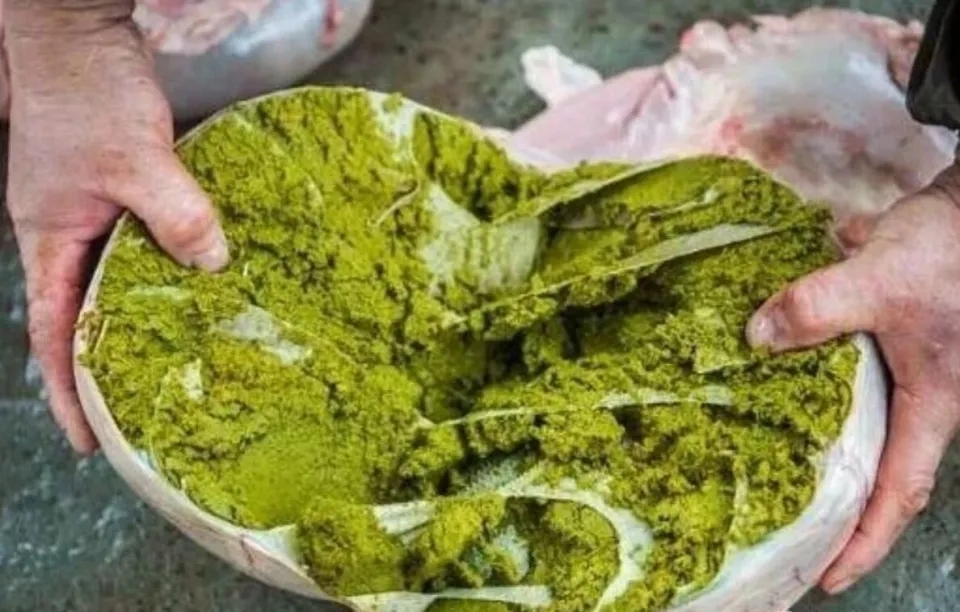 牛癟，是牛胃和小腸裡尚未完全消化的草料內容物。