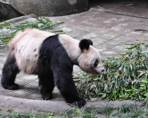 重慶動物園25歲大熊貓靈靈因肝硬化導致多器官衰竭,9月2日病逝。(網圖)