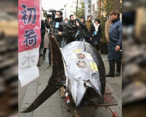 今次拍卖以最高价成交的是青森县大间港的蓝鳍吞拿鱼。（互联网图片）