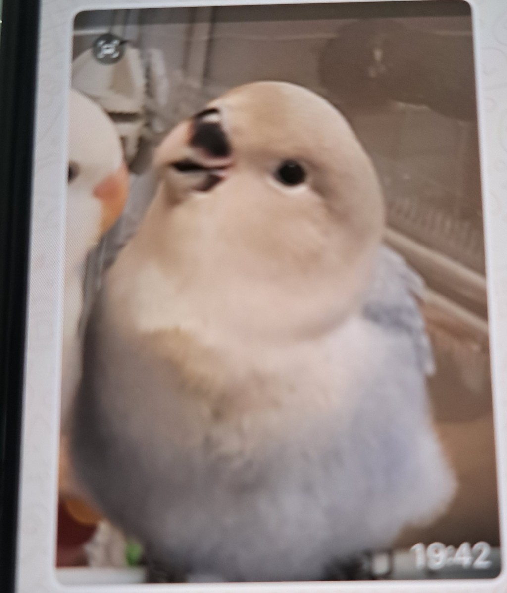 走失鸚鵡名叫小B,是三個月大的愛情鳥。FB:筲箕灣西灣河關注組 走失鸚鵡名叫小B,是三個月大的愛情鳥。FB:筲箕灣西灣河關注組