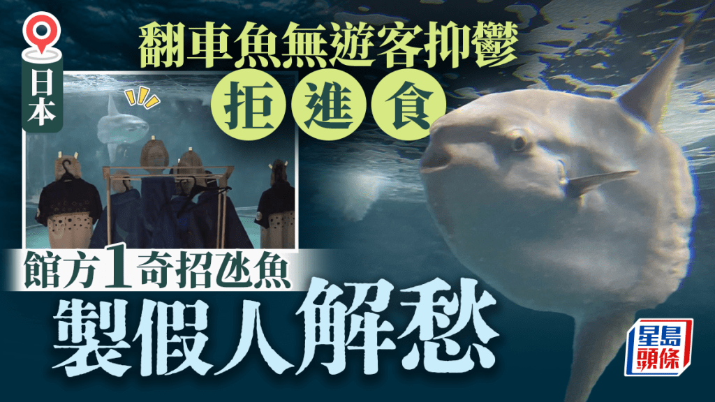 日本水族館翻車魚因沒遊客抑鬱 飼養員製假人解愁