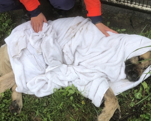 可憐高加索犬天寒地凍遭棄山頂，獲愛協拯救後仍不治離世。愛協Facebook
