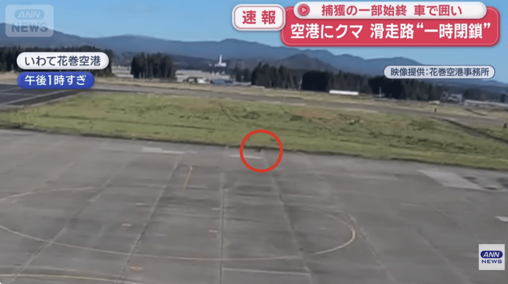 岩手縣花卷機場12日下午驚現一頭小熊闖入跑道附近,導致航班起降全面暫停,兩架客機被迫延誤起飛。 岩手縣花卷機場12日下午驚現一頭小熊闖入跑道附近,導致航班起降全面暫停,兩架客機被迫延誤起飛。